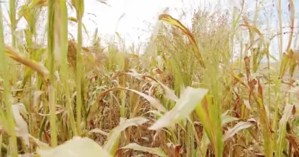 Ώριμο Σόργο Ταλαντεύεται Στον Άνεμο Καλλιέργεια Σόργου Για Παραγωγή Βιομάζας — Αρχείο Βίντεο