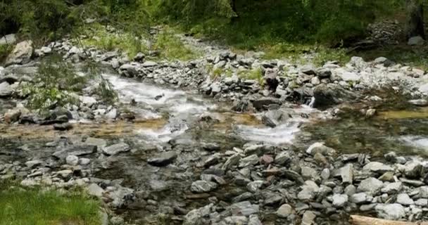 Mountain River Flowing Valley Wild Mountain River Flowing Stone Boulders — Vídeo de stock