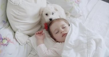 Yatak odasında tatlı bir Bichon Frise evcil hayvanıyla uyuyan sevimli bir kızın yakın plan portresi. Bebek odasında rahat bir yatakta dinlenen tatlı çocuk, pofuduk arkadaşına sarılıyor.