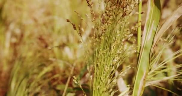 Ripe Sorghum Swaying Wind Sorghum Cultivation Biomass Production Pearl Millet — Stok Video