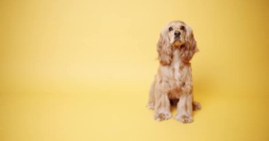 İzole edilmiş sarı arka planda İngiliz Cocker Spaniel. Hayvan başı yukarıda oturur ve kameraya bakar. Köpek Modeli ve Komik stüdyoda. Hayvan Modeli. Şirin köpek. Eğlenceli Köpek.