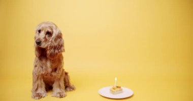 İngiliz Cocker Spaniel Şapka Giyen Parti Şapkası ve Sarı Arkaplanda Bir Çok Hediye. Köpeklerin doğum günü. Hayvan başı yukarıda oturur ve kameraya bakar. Köpek Modeli ve Komik Stüdyoda.