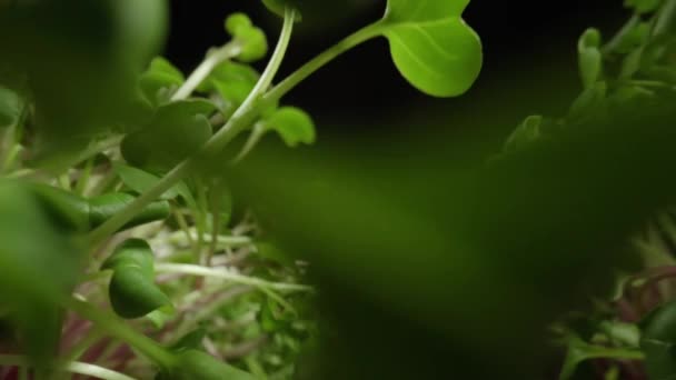 Microgreens Girasol Hermoso Concepto Natural Limpio Ecológico Invernadero Para Germinar — Vídeos de Stock