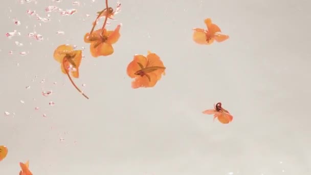 Piękne Białe Żółte Różowe Płatki Hibiskusa Unoszące Się Wodzie Kwitnący — Wideo stockowe