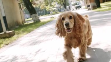 The dog is playing and running outside. A beautiful brown haired dog is sitting on the street. Cocker Spaniel in park, English cocker spaniel rests outdoors. Happy Dog on summer time, weekend picnic.