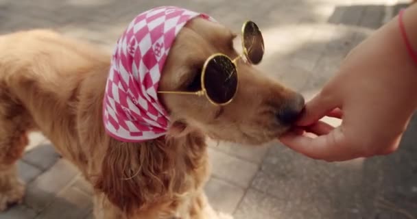 Happy Dog Για Καλοκαίρι Σαββατοκύριακο Πικνίκ Όμορφο Σκυλί Ποζάρει Όμορφα — Αρχείο Βίντεο