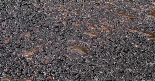 Asphalt Laying Road Building Asphalt Paver Laying New Layer Asphalt — Stock Video