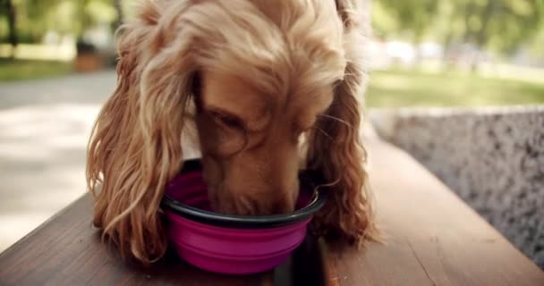 Thirsty Dog Drinks Clean Water Bowl Playing Outdoors Beautiful Brown — Video Stock