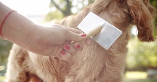 Womans Hand Combed Dog Combs Pretty Dog Poses Nicely Happy — Video