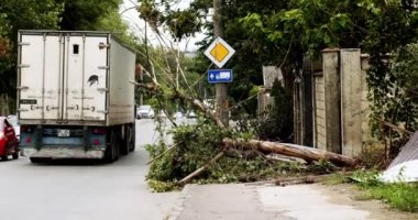 Uprooted, fallen trees, tempest. Tree lie near roadway typhoon. Tree branches soudelor typhoon in city. Storm damage. The broken trees after powerful hurricane storm damage.