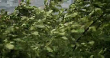 Inundation, Flooding, Rainfall, Natural Calamity Disaster Heavy Rainy Day. Raining Ice Storm, Torrential Hailstone Rain on Window, Torrential Rainstorm With Hail In Urban Residential Street