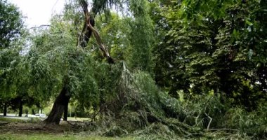 Fallen trees, tempest. Tree lie near roadway typhoon. Tree branches soudelor typhoon in city. Storm damage. The broken trees after powerful hurricane storm damage. Tree broken by natural disaster