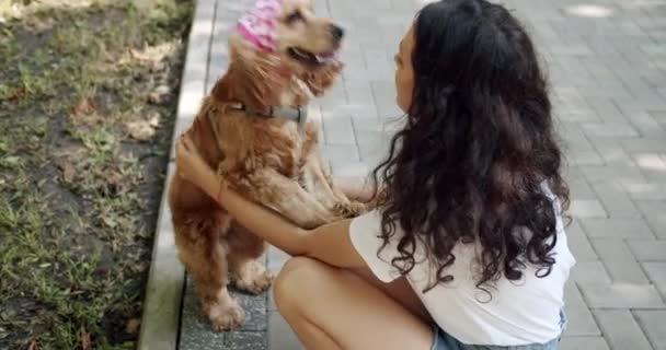 Human Animal Friendship English Cocker Spaniel Rests Outdoors Young Pretty — Stockvideo