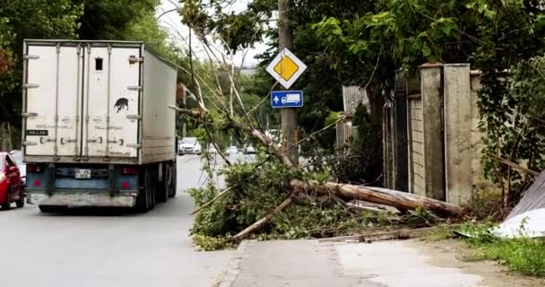 Выкорчеванные Упавшие Деревья Буря Дерево Лежит Рядом Тайфуном Дороге Деревянный — стоковое видео