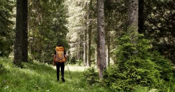 Male Traveler Hike Backpack Trekking Pine Woodland Adventurer Expedition Freedom — Wideo stockowe
