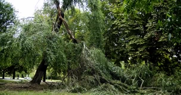 Fallen Trees Tempest Tree Lie Roadway Typhoon Tree Branches Soudelor — ストック動画