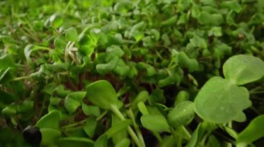 Microgreens. healthy nutrition. Organic food with many leafs. Newborn Cucumber plant in greenhouse agriculture, healthy food concept, vegan. Micro greens of sunflower. Healthy food concept