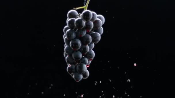 Taste Luxury Grapes Quality Creative Vine Fresh Black Grapes Rotation — Vídeos de Stock