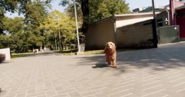 The dog is playing and running outside. Happy Dog on summer time, weekend picnic. A beautiful brown haired dog is sitting on the street. Cocker Spaniel in park, English cocker spaniel rests outdoors.