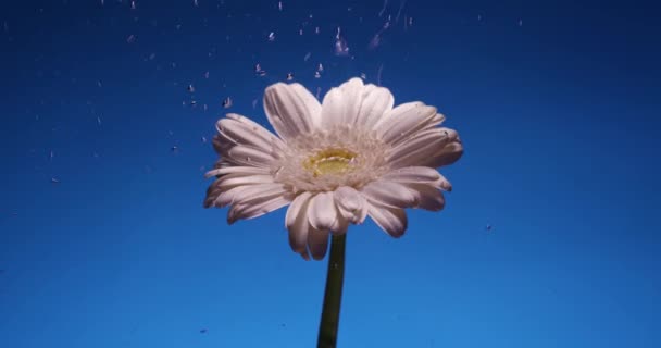 White Chrysanthemum Flower Water Aquarium Blue Background Saint Valentines Day — Stock video