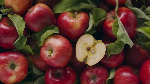 Malus Domestica Delicious Κόκκινα Φυσικά Μήλα Πολλά Φύλλα Που Πέφτουν — Αρχείο Βίντεο