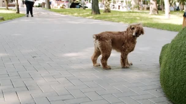Dog Playing Running Happy Dog Summer Time Weekend Picnic Beautiful — Vídeo de Stock
