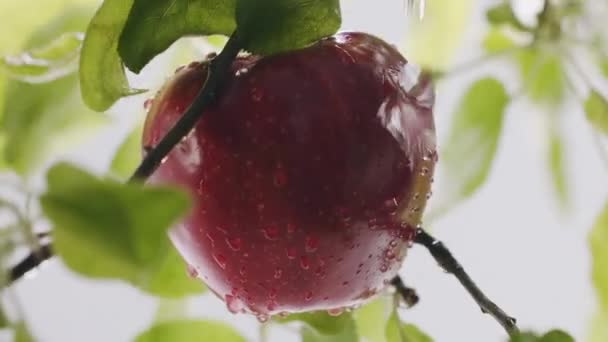 多くの赤い熟したジューシーなリンゴを収穫する背景を閉じます 水滴と風がゆっくりとアップルに吹く 木から新鮮で熟したリンゴ ビーガンとローフードのコンセプト 新鮮な赤リンゴ — ストック動画