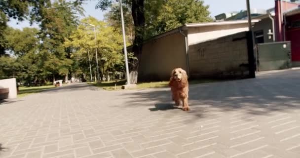 Dog Playing Running Happy Dog Summer Time Weekend Picnic Beautiful — Stockvideo