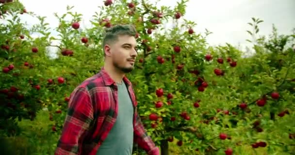 Фермер Ходить Посеред Яблучного Саду Свіжими Стиглими Яблуками Сад Яблук — стокове відео