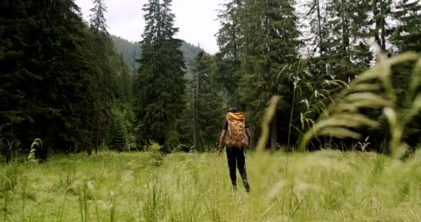 Male Traveler Hike Backpack Trekking Pine Woodland Adventurer Expedition Freedom — Video Stock