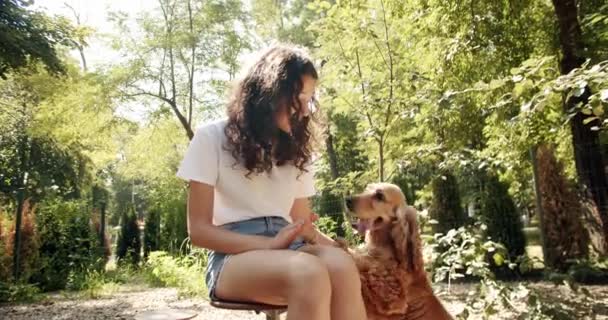 Happy Woman Have Fun Cocker Spaniel Female Dog Playing Human — Stock video