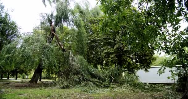 Many Fallen Trees Road Summer Storm Tree Branches Soudelor Typhoon — Vídeo de Stock