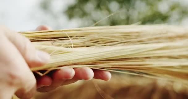 Man Farmer Working Field Inspects Crop Wheat Germ Natural Farming — Vídeo de stock