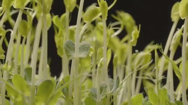 Microgreens Healthy Nutrition Organic Food Many Leafs Newborn Cucumber Plant — Stockvideo