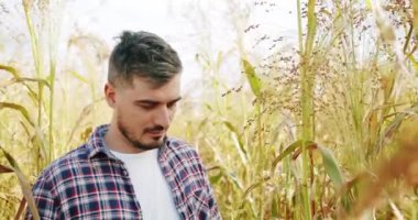 İşletme tarım hasat konsepti. Kalite kontrol yeşil süpürge çiftliği. yeşil buğday hasadı tarım endüstrisi. Dijital tabletli çiftçi tahıl tarlasını kontrol ediyor. Yeşeren filizler