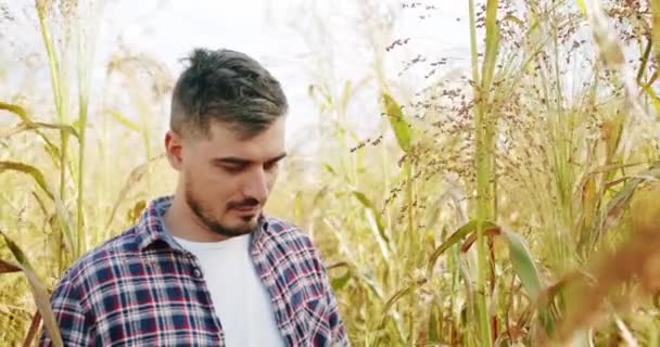 Conceito Colheita Agricultura Negócios Controle Qualidade Fazenda Sorgo Verde Cultura — Vídeo de Stock