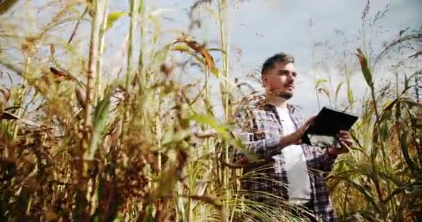 Landwirt Mit Digitaler Tablette Auf Dem Kornfeld Von Sorghum Lernen — Stockvideo
