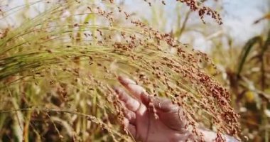 Tarlada çalışan çiftçi, buğday tohumu doğal çiftçiliğini inceliyor. İşletme tarım hasat konsepti. Çiftçi eli yeşil buğday mahsulü tarım endüstrisine dokundu.