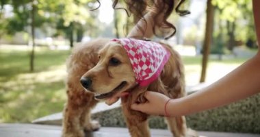 Happy Dog on summer time, weekend picnic. Adorable Beauty Pet. A beautiful brown haired dog is sitting on the street. Cocker Spaniel in park, English cocker spaniel rests outdoors. young pretty animal