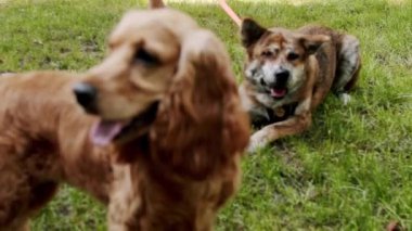 Köpekler dışarıda oynuyor. Mutlu Köpekler yaz zamanı, hafta sonu pikniği. İngiliz cocker spaniel dışarıda dinleniyor. Güzel kahverengi saçlı bir köpek caddede oturuyor. Cocker Spaniel Park 'ta,