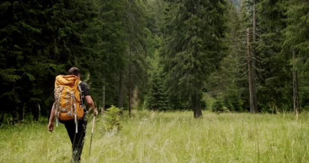 バックパックトレッキングと男性の旅行者のハイキングは 探検で冒険松の森 禅の概念 バックパックの森の中を歩いてアクティブな健康な男性のビューです 男性旅行者散歩 — ストック動画