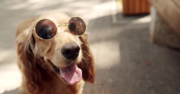 Cão Bonito Posa Bem Com Sunglesses Inglês Cocker Spaniel Descansa — Vídeo de Stock