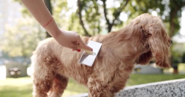 女人用梳子梳理狗 这只漂亮的狗摆姿势很好看 夏天快乐狗 周末野餐 一只漂亮的棕色头发的狗正坐在街上 英国小猎犬 — 图库视频影像