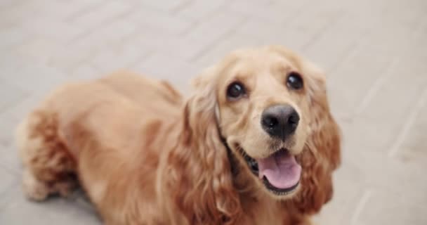 Cão Bonito Posa Muito Bem Happy Dog Hora Verão Piquenique — Vídeo de Stock