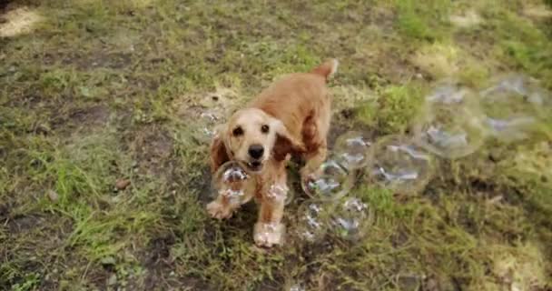 English Cocker Spaniel Rests Play Having Fun Blow Bubbles Park — Stock Video