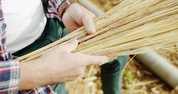 Man Farmer Working Field Inspects Crop Wheat Germ Natural Farming — Video