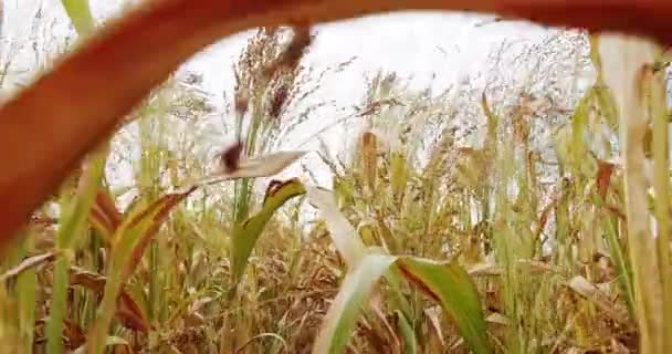 Green Sorghum Farm Green Wheat Crop Germ Agriculture Industry Sorghum — Vídeo de Stock