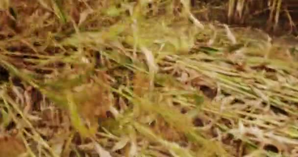 Trator Trabalha Campo Agrícola Trigo Conceito Agronegócio Conceito Agricultura Negócios — Vídeo de Stock