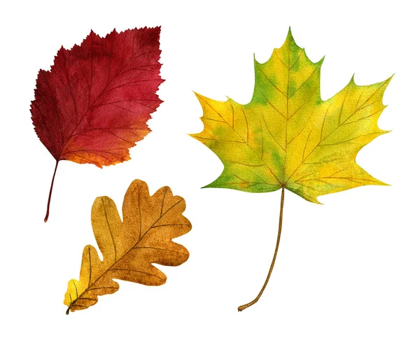 Watercolour Set Autumn Leaves White Background Hand Drawn Illustration Design — Stock Photo, Image
