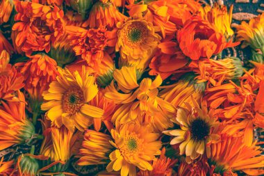 Calendula alternatif tıpta kurutma ve kullanma için hazırlandı. Şifalı bitkiler. Turuncu çiçek başları yakın plan.
